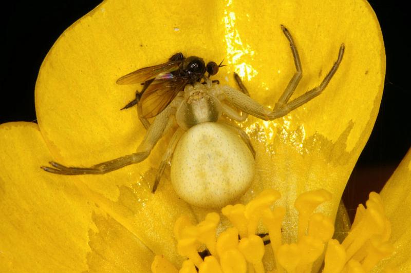 Misumena_vatia_D4931_Z_90_Les Gris_Frankrijk.jpg